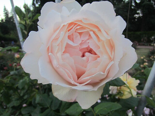 Rose - Wollerton Old Hall