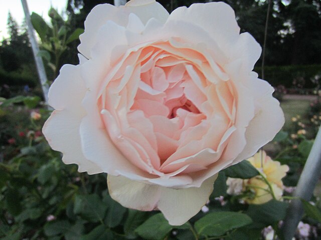 Rose - Wollerton Old Hall