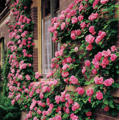 Rose - Zepherine Drouhin