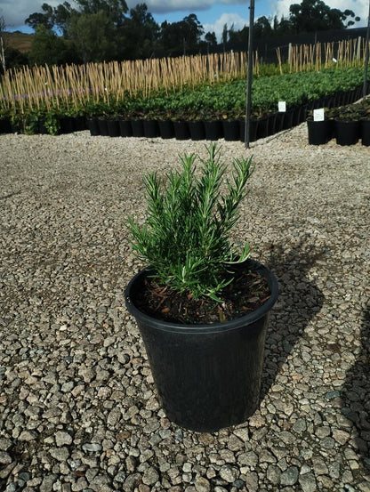 Rosmarinus officinalis 'Herb Cottage'