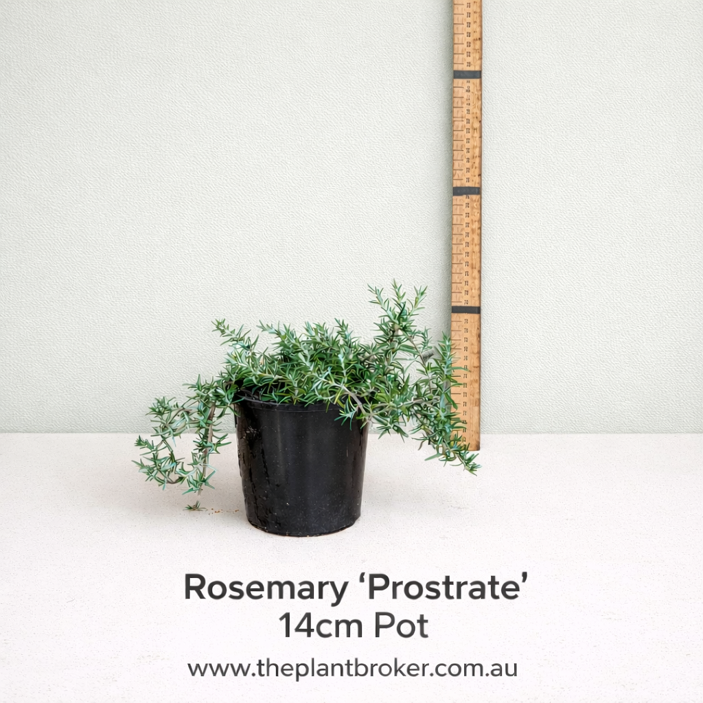 Rosmarinus officinalis var prostratus