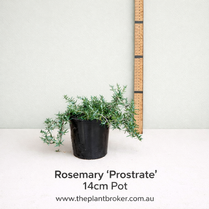 Rosmarinus officinalis var prostratus