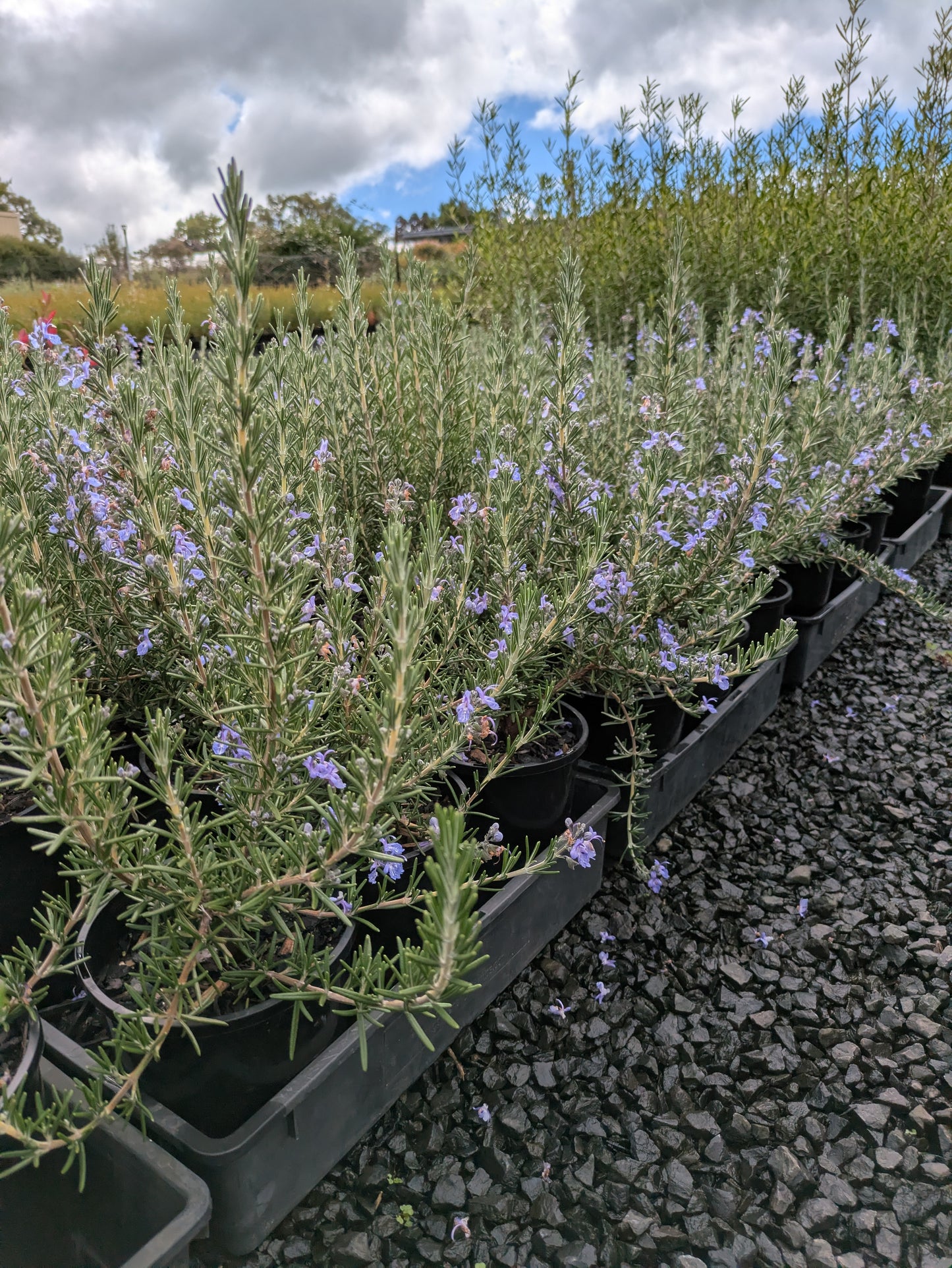Rosmarinus officinalis Blue Lagoon