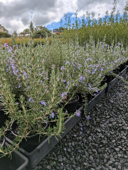 Rosmarinus officinalis Blue Lagoon