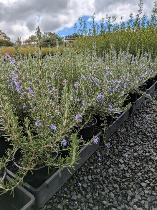 Rosmarinus officinalis Blue Lagoon