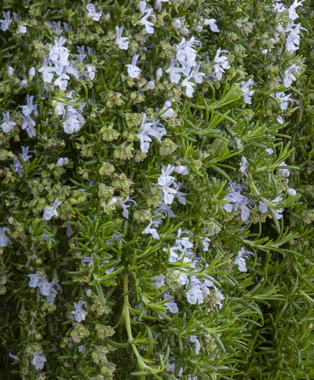 Rosmarinus officinalis Huntington Carpet