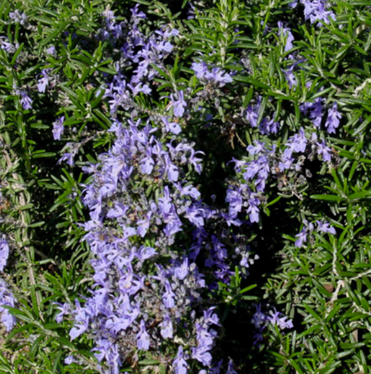 Rosmarinus officinalis Irene