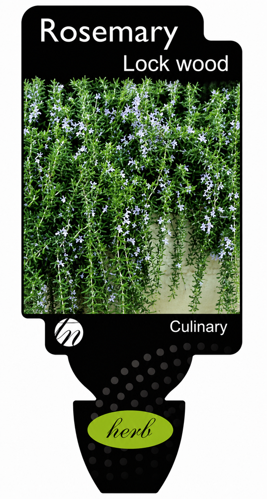 Rosmarinus officinalis Lockwood De forest