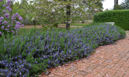 Rosmarinus officinalis Mozart