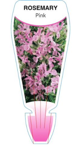 Rosmarinus officinalis Pink