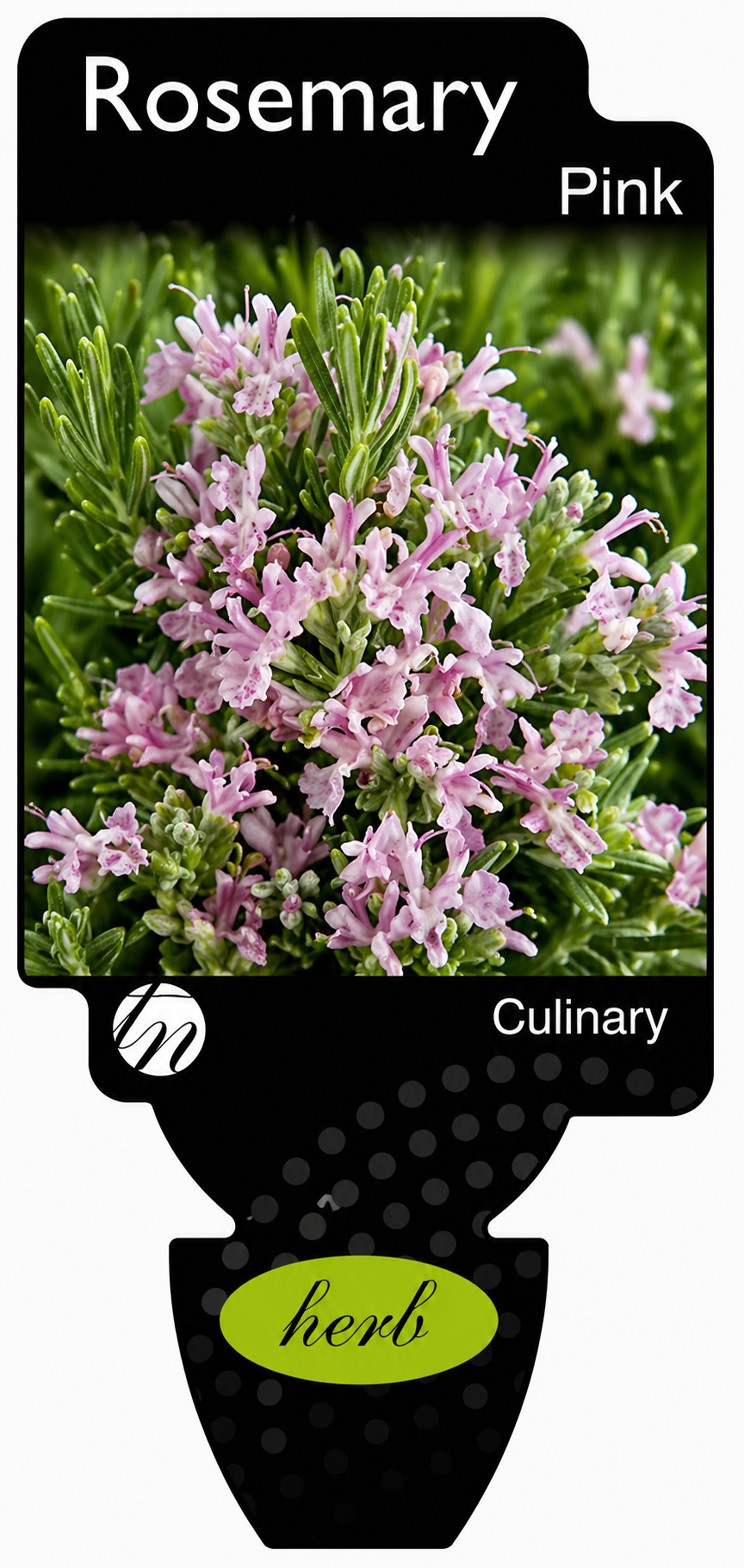 Rosmarinus officinalis Pink
