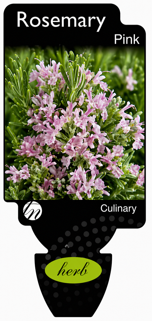 Rosmarinus officinalis Pink