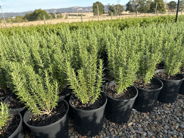 Rosmarinus officinalis Tuscan Blue