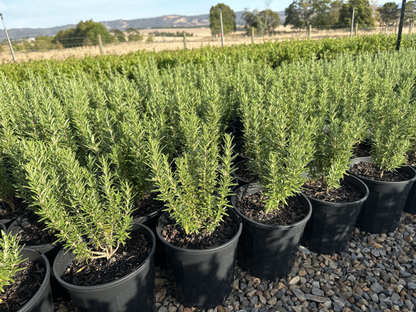 Rosmarinus officinalis Tuscan Blue