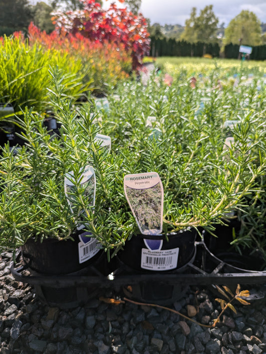 Rosmarinus officinalis var prostratus