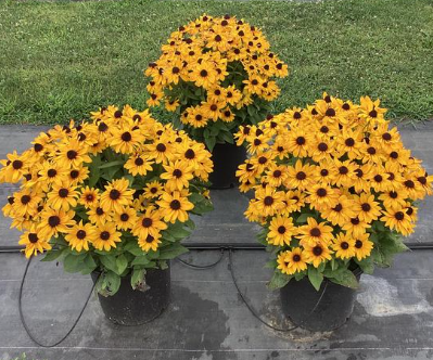 Rudbeckia Sunbeckia Carolina