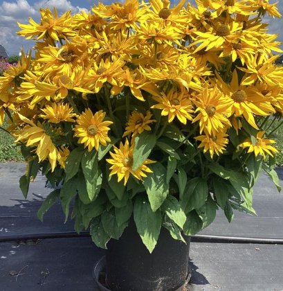 Rudbeckia Sunbeckia Laura