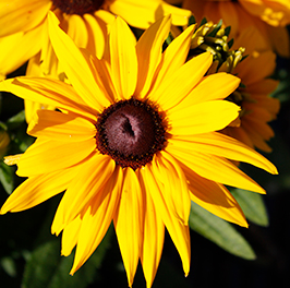 Rudbeckia Sunbeckia Lucia
