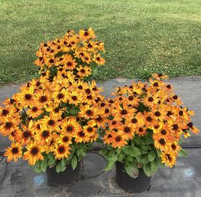 Rudbeckia Sunbeckia Luna