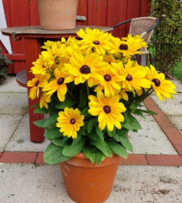 Rudbeckia Sunbeckia Maya