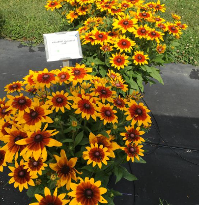Rudbeckia Sunbeckia Mia
