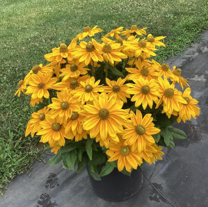 Rudbeckia Sunbeckia Ophelia