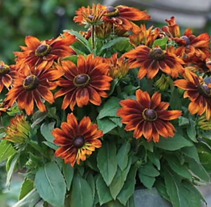 Rudbeckia Sunbeckia Sarah