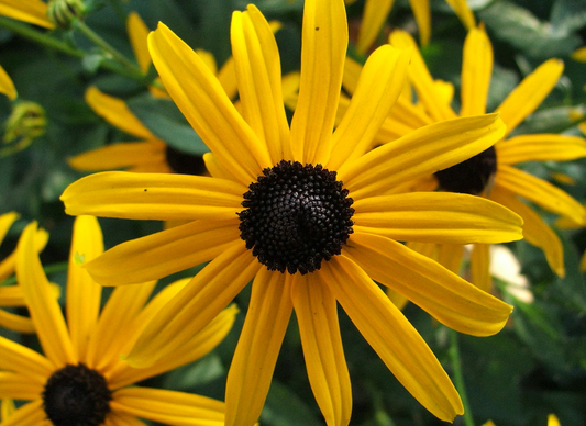 Rudbeckia fulgida Goldstrum
