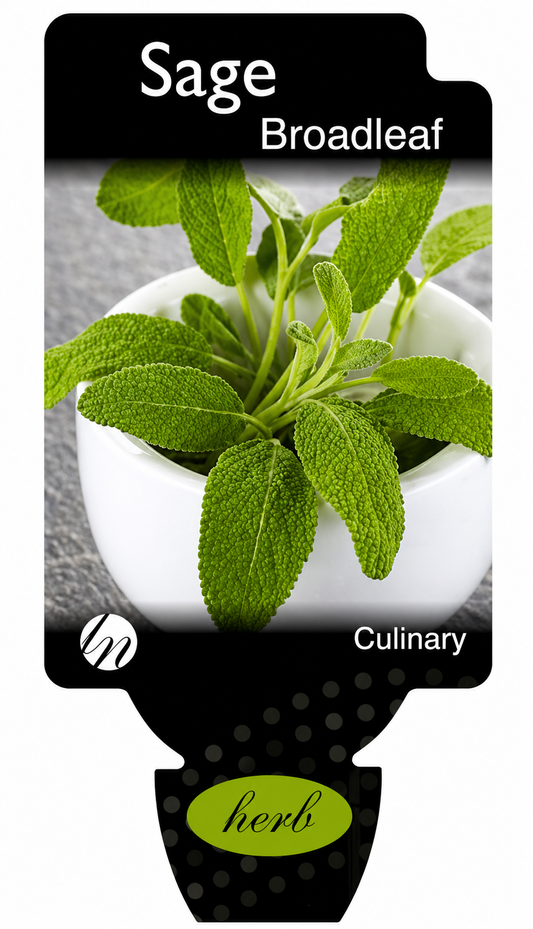 Sage - Broadleaf Salvia officinalis