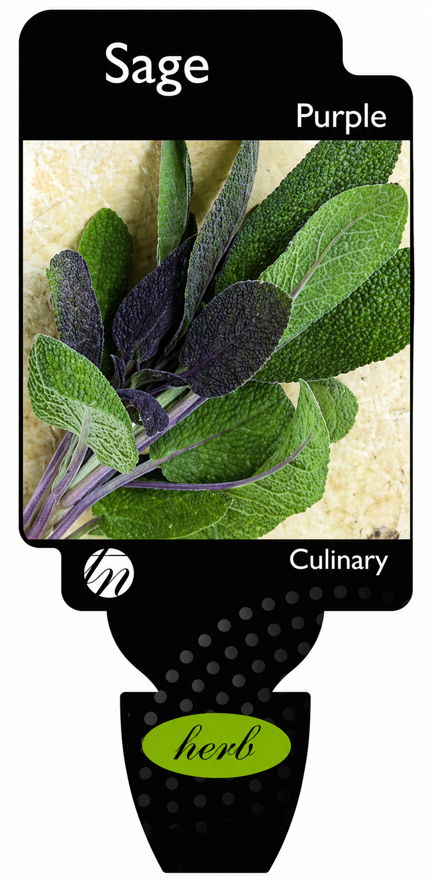 Sage - Purple Salvia officinalis purpurascens