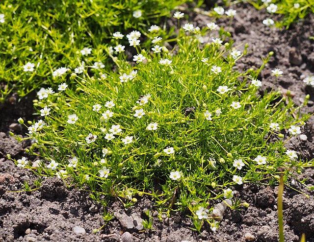 Sagina subulata Aurea