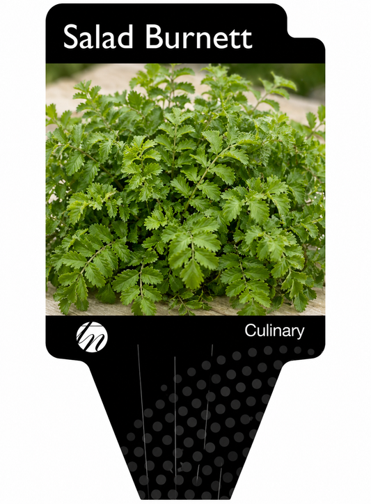 Salad Burnett