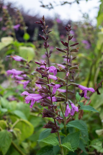 Salvia - Fisher Signature Salvias™ ‘Elegance’