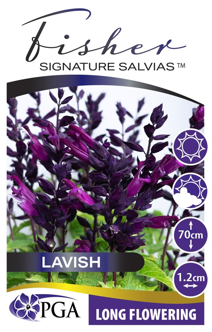 Salvia - Fisher Signature Salvias 'Lavish'