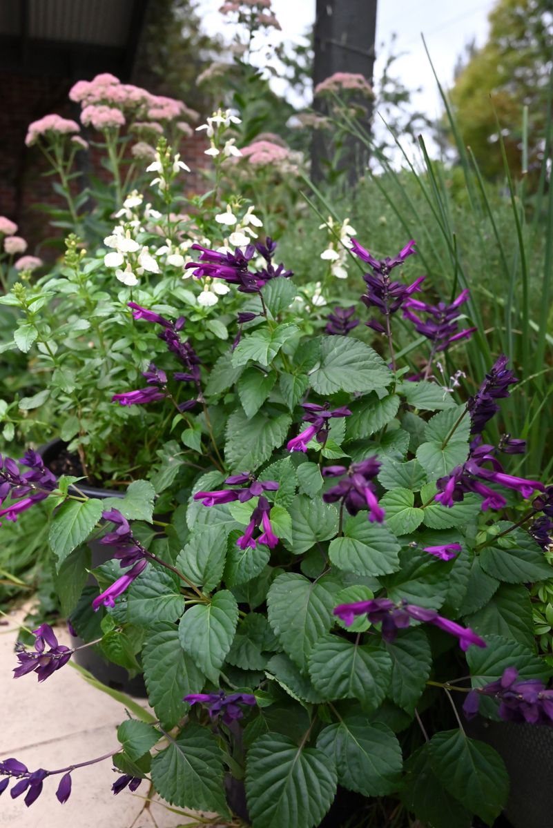 the plant broker