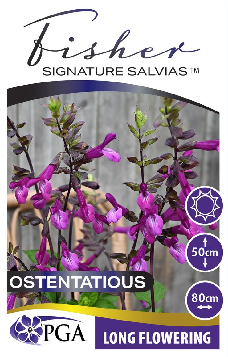 Salvia - Fisher Signature Salvias 'Ostentatious'