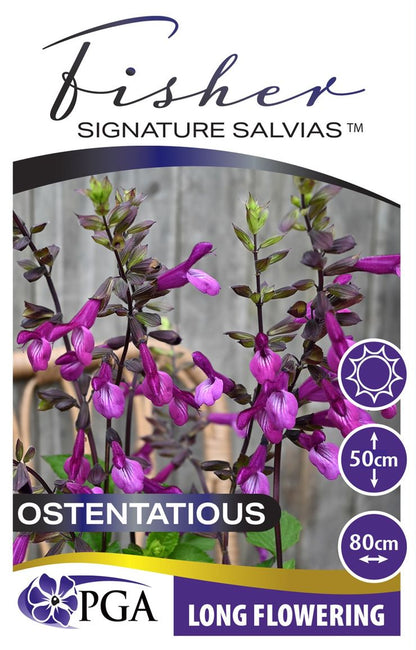 Salvia - Fisher Signature Salvias 'Ostentatious'