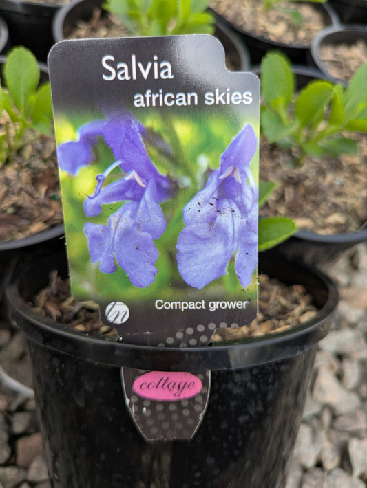 Salvia African Skies