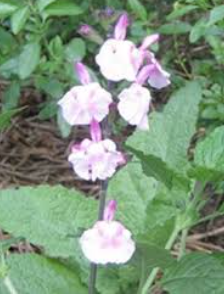 Salvia Angel wings