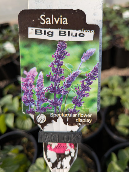Salvia Big Blue