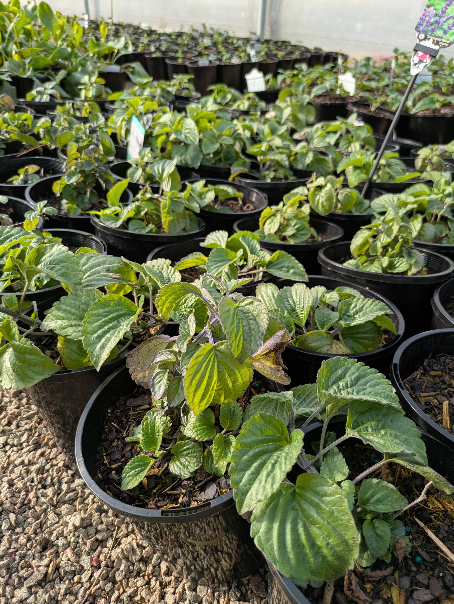 Salvia Big Blue
