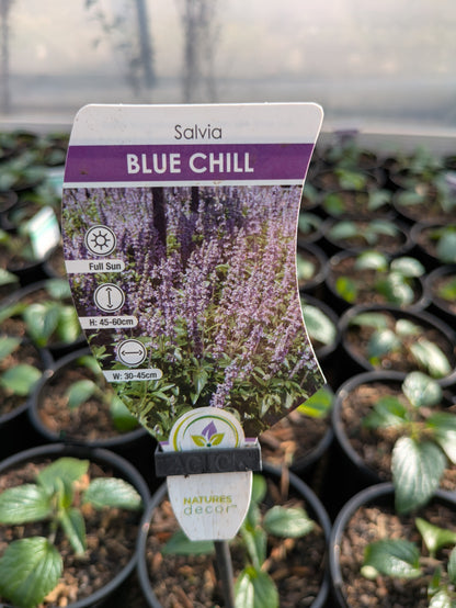 Salvia Blue Chill