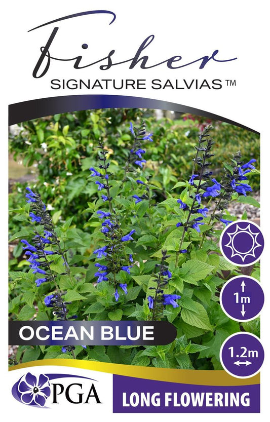 Salvia Fisher Signature Salvias™ ‘Ocean Blue’
