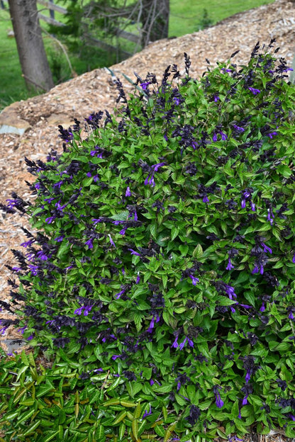 Salvia Fisher Signature Salvias™ ‘Vivacious’