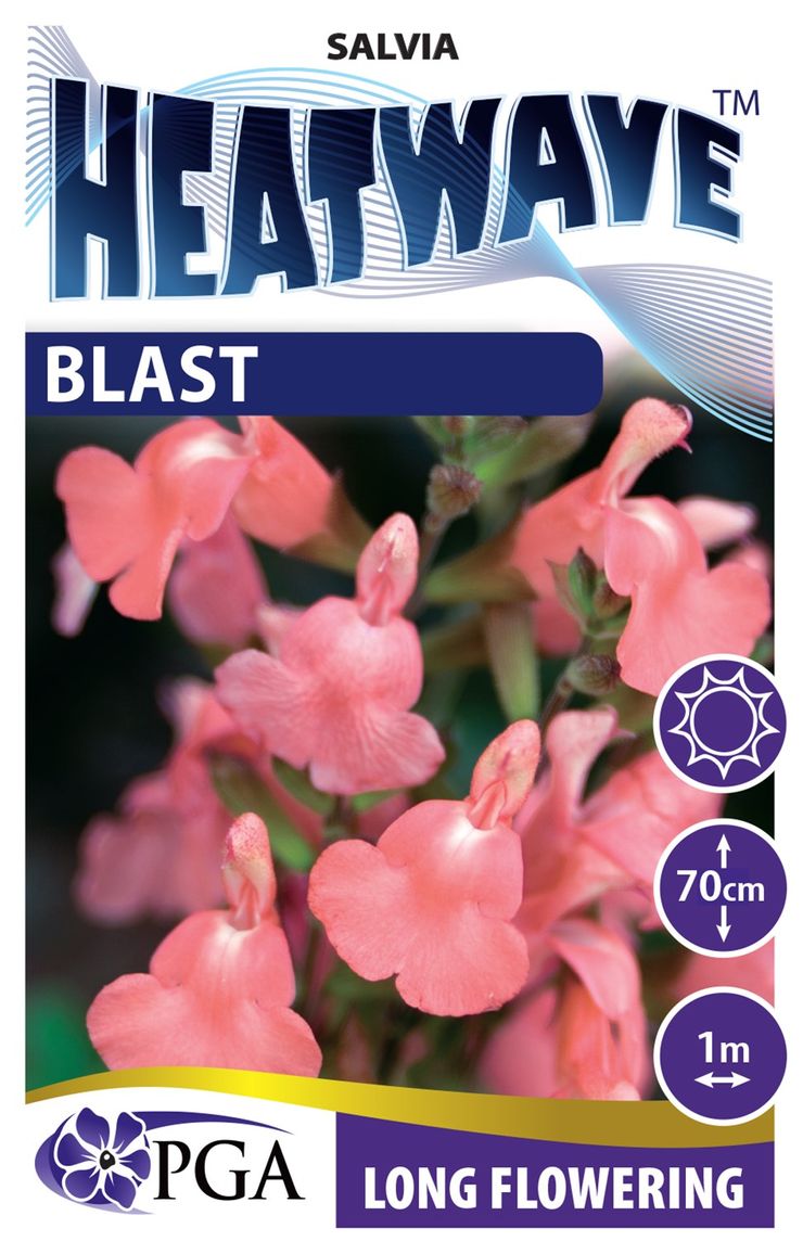 Salvia HEATWAVE™ ‘Blast’