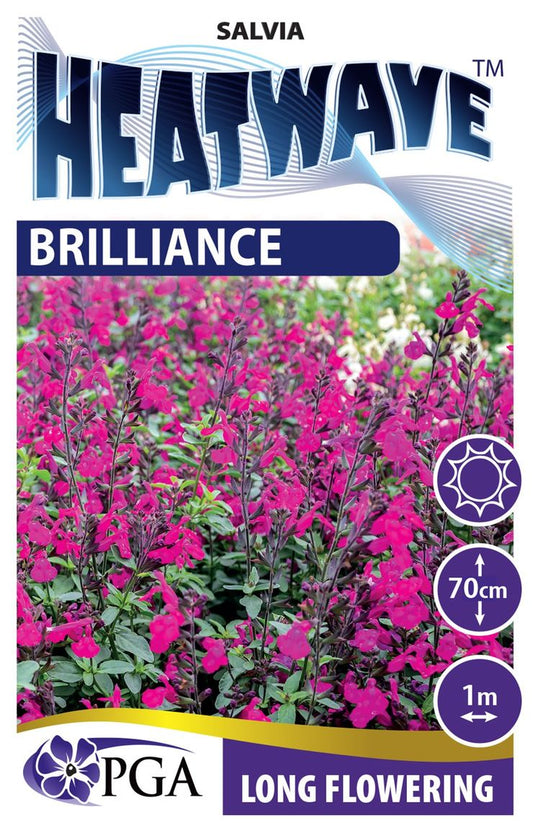Salvia HEATWAVE™ ‘Brilliance’