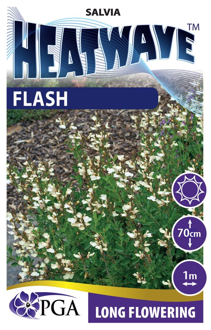 Salvia HEATWAVE™ ‘Flash’