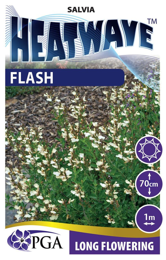 Salvia HEATWAVE™ ‘Flash’
