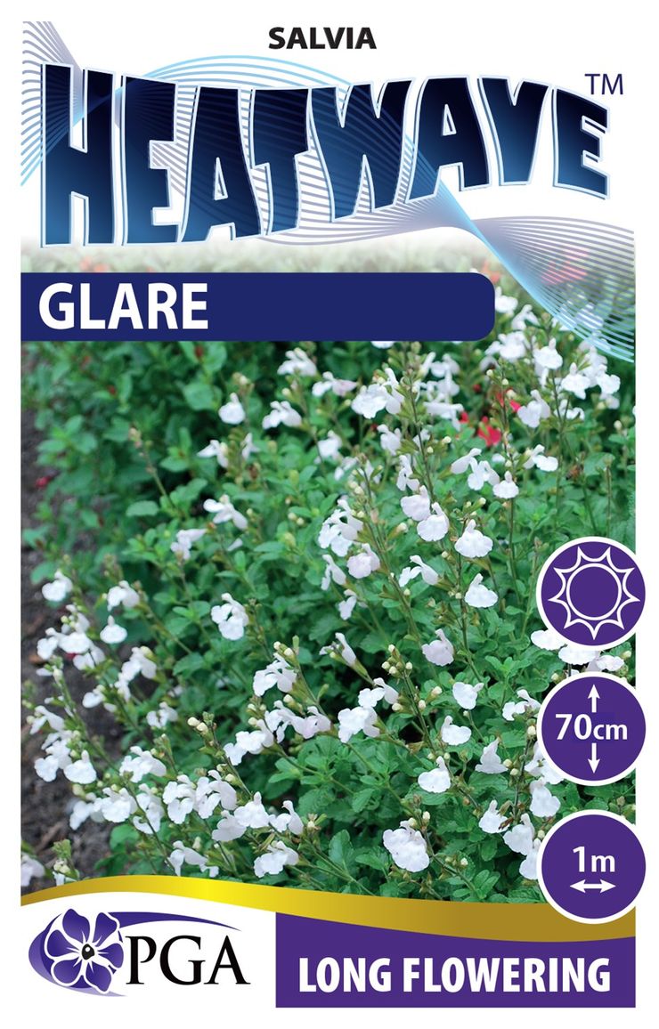 Salvia HEATWAVE™ ‘Glare’