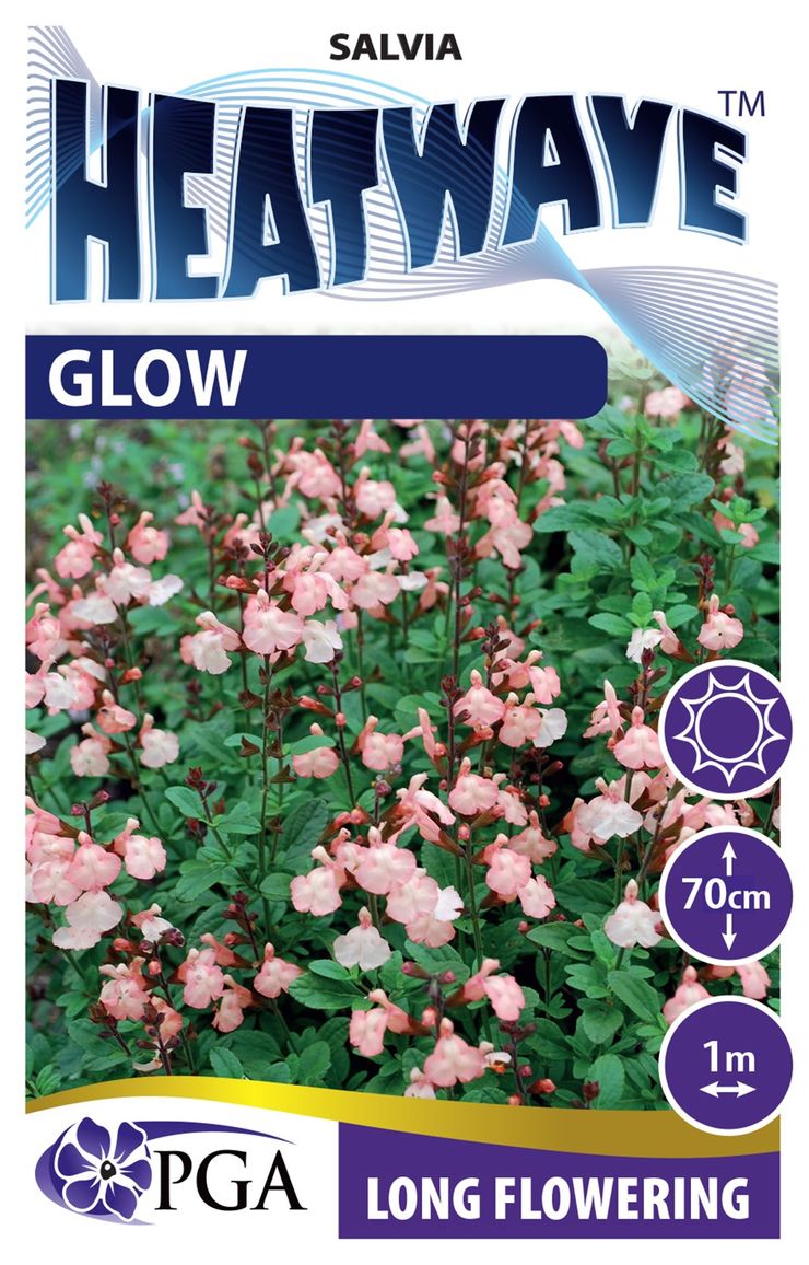 Salvia HEATWAVE™ ‘Glow’